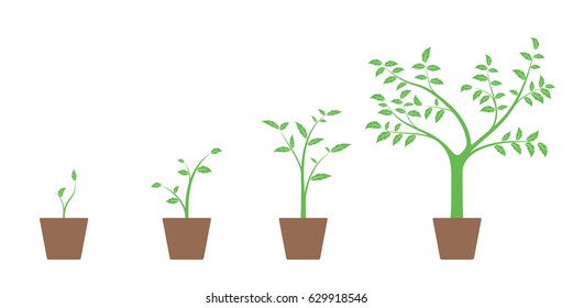 Realistic set of vector illustrations of growth phases of green plant and tree in pot, isolated on white background