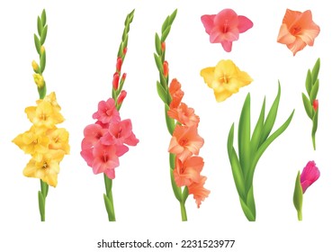 Realistic set of yellow pink and orange gladiolus flowers with leaves isolated vector illustration