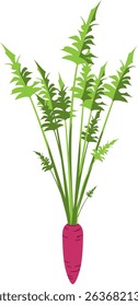 Realistic Shaded Vector of Carrot