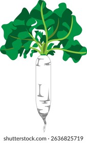 Realistic Shaded Vector of Daikon Radish
