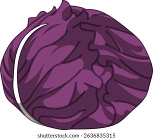 Realistic Shaded Vector of Round Cabbage