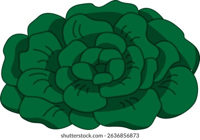 Realistic Shaded Vector of Tatsoi