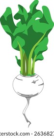 Realistic Shaded Vector of Turnip