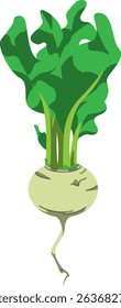 Realistic Shaded Vector of Turnip