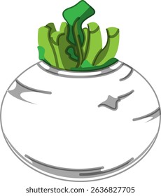 Realistic Shaded Vector of Turnip