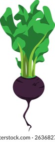 Realistic Shaded Vector of Turnip