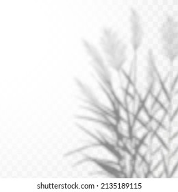 Realistic shadow of  cane on transparent checkered background. The effect of overlaying shadows. Natural light layout.