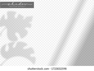 Realistic shadow effect of tropical leaf vector illustration. Decorative design elements on transparent background. Branch with exotic leaves shades overlays. Copy space