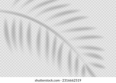 Realistic shadow from leaf of palm tree on transparent.  Flat background with shadow of tropical leaves. Applicable for layout, mockup, template, ecological design. Vector illustration