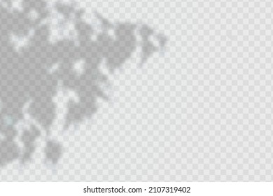 Realistic shadow  leaves    branches transparent checkered background  The effect overlaying shadows  Natural light layout 
