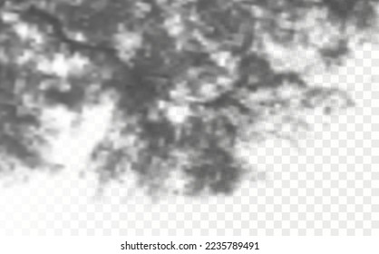 Realistic shadow  leaves and branches on transparent checkered background. The effect of overlaying shadows. Natural light layout.