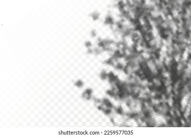 Realistic shadow  leaves and branches on transparent checkered background. The effect of overlaying shadows. Natural light layout.