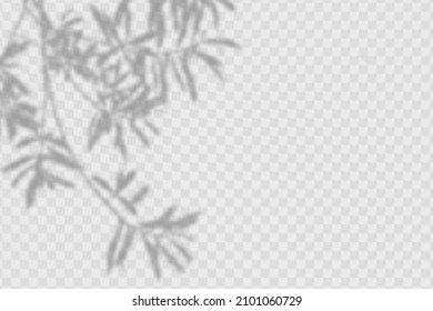 Realistic shadow olives leaves    branches transparent checkered background  The effect overlaying shadows  Natural light layout 
