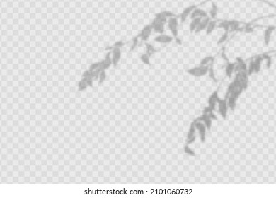 Realistischer Schatten von Olivenblättern und Ästen auf transparentem, karierten Hintergrund. Der Effekt der Überlagerung von Schatten. Natürliche Lichtgestaltung.