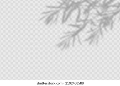 Realistic shadow olives leaves    branches transparent checkered background  The effect overlaying shadows  Natural light layout 