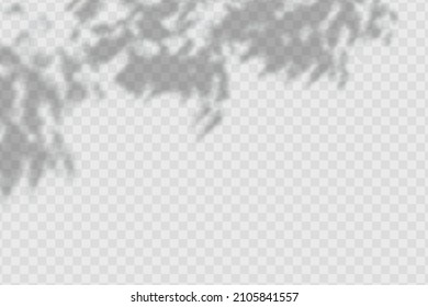 Realistic shadow of olives leaves  and branches on transparent checkered background. The effect of overlaying shadows. Natural light layout.