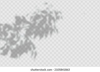 Sombra realista de hojas de aceitunas y ramas sobre fondo transparente a cuadros. El efecto de las sombras superpuestas. La distribución de la luz natural.