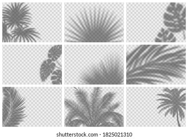 Realistic shadow overlay effect for mockup scenes and backgrounds. Vector set of  transparent soft shadows of tropical leaves, branches, plants and palm trees. 