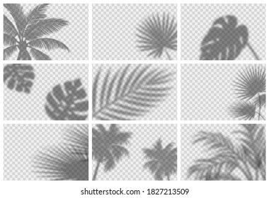 Realistic shadow overlay effect for mockup scenes and backgrounds. Vector set of transparent soft shadows of tropical leaves, branches, plants and palm trees. 