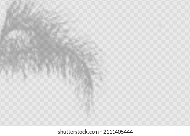 Realistic shadow of palm leaves  and branches on transparent checkered background. The effect of overlaying shadows. Natural light layout.