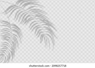 Realistic shadow palms leaves    branches transparent checkered background  The effect overlaying shadows  Natural light layout 