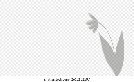 Realistic shadow plant on a transparent background. Overlay leaves. Soft light effect. Poster layout template. Presentation design card Vector.
