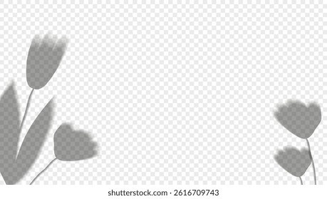 Realistic shadow plant on a transparent background. Overlay leaves. Soft light effect. Poster layout template. Presentation design card Vector.