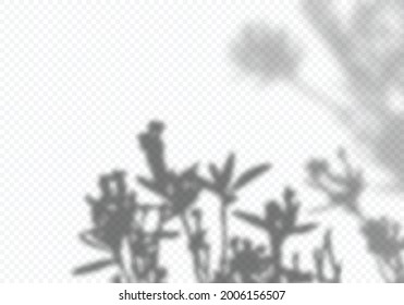 Realistic Shadow of  Tree  Leaves. Minimalist Plant Overlay Effect. Vector Gray Shade of Flower Shadows