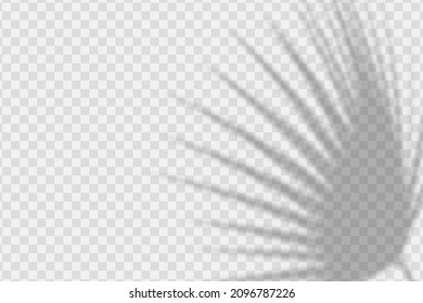 Realistic shadow tropic leaves and branches on transparent checkered background. The effect of overlaying shadows. Natural light layout.
