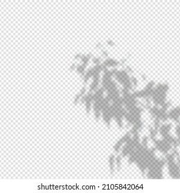 Realistic shadow tropical leaves and branches on transparent checkered background. The effect of overlaying shadows. Natural light layout.