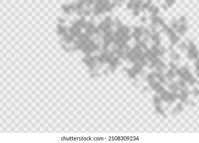 Realistic shadow tropical leaves and branches on transparent checkered background. The effect of overlaying shadows. Natural light layout.