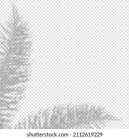 Realistic shadow tropical leaves and branches on transparent checkered background. The effect of overlaying shadows. Natural light layout.