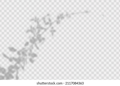 Realistic shadow tropical leaves and branches on transparent checkered background. The effect of overlaying shadows. Natural light layout.