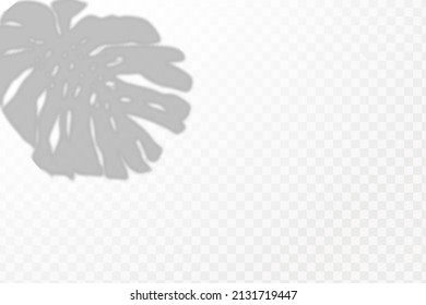 Realistic shadow tropical leaves and branches on transparent checkered background. The effect of overlaying shadows. Natural light layout.