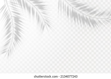 Realistic shadow tropical leaves and branches on transparent checkered background. The effect of overlaying shadows. Natural light layout.