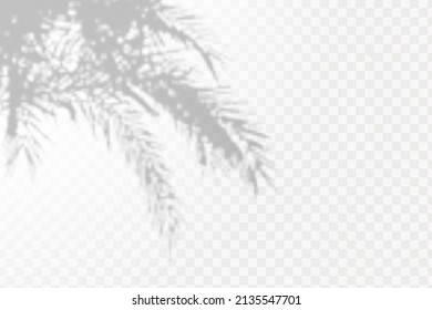 Realistic shadow tropical leaves and branches on transparent checkered background. The effect of overlaying shadows. Natural light layout.