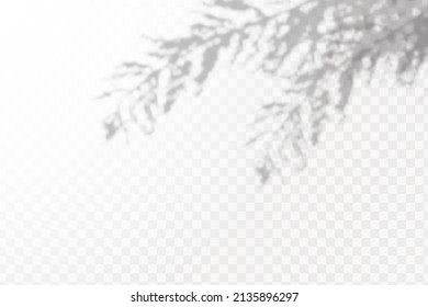 Realistic shadow tropical leaves and branches on transparent checkered background. The effect of overlaying shadows. Natural light layout.