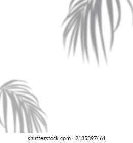 Realistic shadow of tropical leaves or branches on transparent checkered background. The effect of overlaying shadows. Natural light layout.