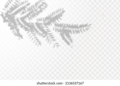Realistic shadow tropical leaves and branches on transparent checkered background. The effect of overlaying shadows. Natural light layout.