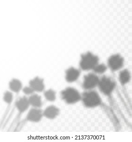 Realistic shadow of tropical leaves or branches on transparent checkered background. The effect of overlaying shadows. Natural light layout.