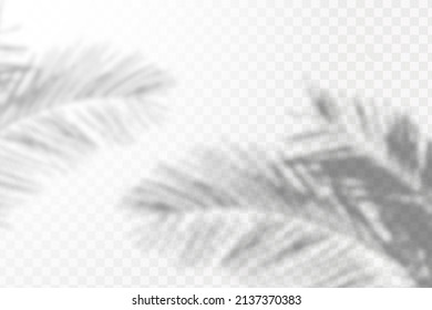 Realistic shadow tropical leaves   branches transparent checkered background  The effect overlaying shadows  Natural light layout 