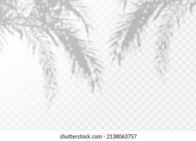 Sombra realista de hojas y ramas tropicales sobre fondo transparente a cuadros. El efecto de las sombras superpuestas. La distribución de la luz natural.