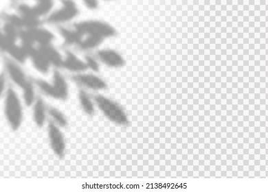 Realistic shadow tropical leaves and branches on transparent checkered background. The effect of overlaying shadows. Natural light layout.