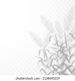 Realistic shadow of tropical leaves or branches on transparent checkered background. The effect of overlaying shadows. Natural light layout.