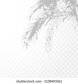 Realistic shadow of tropical leaves or branches on transparent checkered background. The effect of overlaying shadows. Natural light layout.