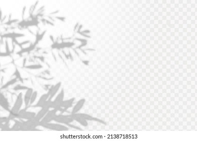 Realistic shadow tropical leaves and branches on transparent checkered background. The effect of overlaying shadows. Natural light layout.