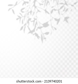 Realistic shadow of tropical leaves or branches on transparent checkered background. The effect of overlaying shadows. Natural light layout.