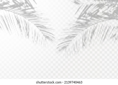Realistic shadow tropical leaves and branches on transparent checkered background. The effect of overlaying shadows. Natural light layout.