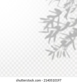 Realistic shadow of tropical leaves or branches on transparent checkered background. The effect of overlaying shadows. Natural light layout.