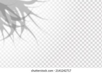 Realistic shadow tropical leaves and branches on transparent checkered background. The effect of overlaying shadows. Natural light layout.